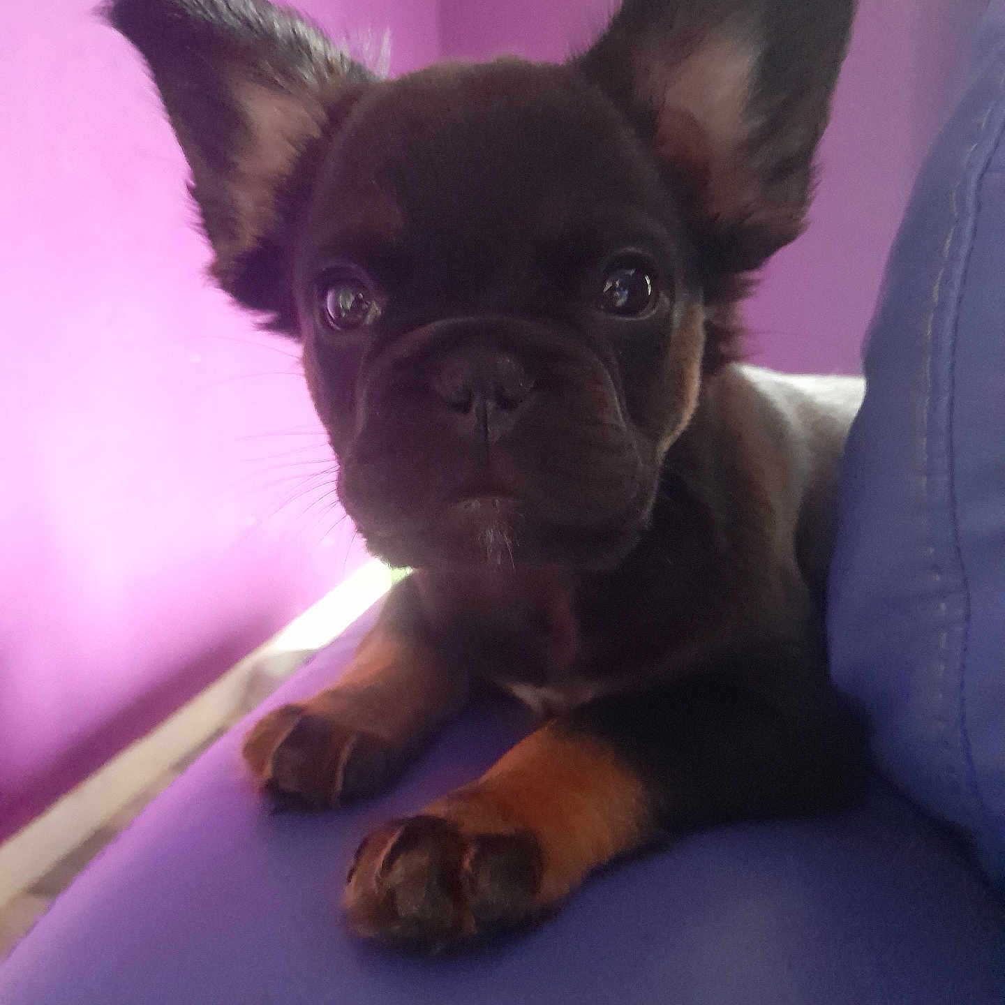 Max is registered to the contest to win money with this photo: adorable, animal, blue_surface, canine, close_up, companion, cute, dog, domestic, ears, fur, indoor, looking_at_camera, paw, pet, portrait, puppy, purple_wall, resting, young
