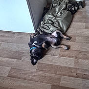 Max joined the competition — help win amazing prizes! animal, black_dog, blanket, collar, corner, cute, dog, domestic, floor, fur, indoor, lying_down, pet, playful, puppy, relaxed, sleepy, small_dog, tan_dog, wood_floor