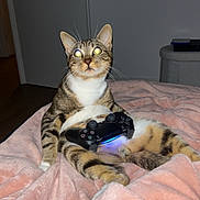 Balou participe au concours pour gagner de l'argent avec cette photo : animal, blanket, cat, controller, couch, cute, ears, fur, gaming, home, indoor, light_reflection, pet, pink, playing, relaxing, tabby_cat, technology, video_game_controller, whiskers