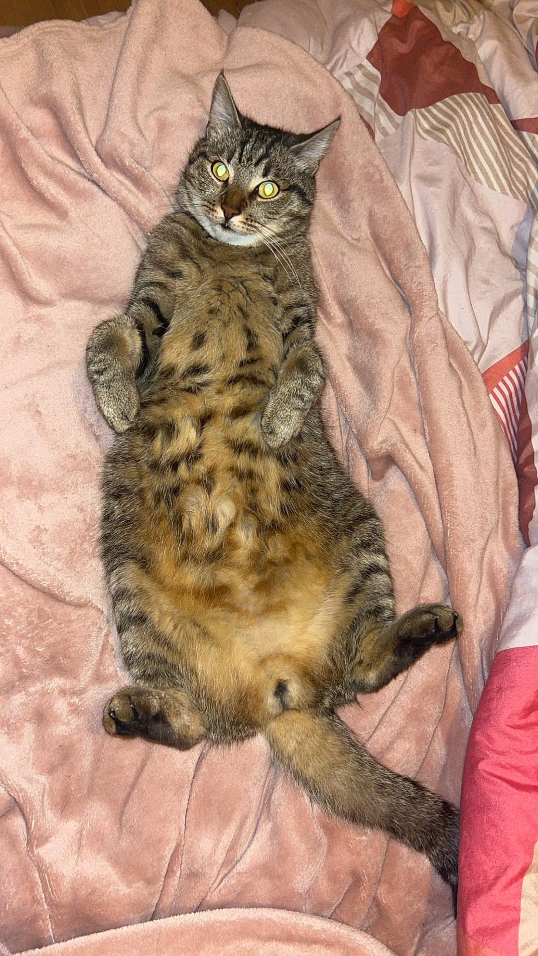 animal, bed, cat, comfort, cute, ears, fur, indoor, lying_down, paw, pet, pink_blanket, relaxed, resting, soft_texture, spotted, striped, tabby_cat, tail, whiskers