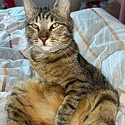 Tigrou participe au concours pour gagner de l'argent avec cette photo : animal, bed, blanket, cat, comfort, cozy, cute, domestic_animal, ears, feline, fur, indoor, pet, relaxed, resting, striped_blanket, stuffed_animal, tabby_cat, teddy_bear, whiskers