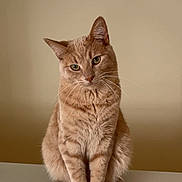 Milo is registered to the contest to win money with this photo: cat, orange_tabby, pet, animal, feline, cute, domestic_cat, whiskers, ears, fur, sitting, indoor, portrait, looking, head_tilt, paws, closeup, mammal, single_animal, resting