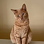 cat, orange_tabby, pet, animal, feline, cute, domestic_cat, whiskers, ears, fur, sitting, indoor, portrait, looking, head_tilt, paws, closeup, mammal, single_animal, resting