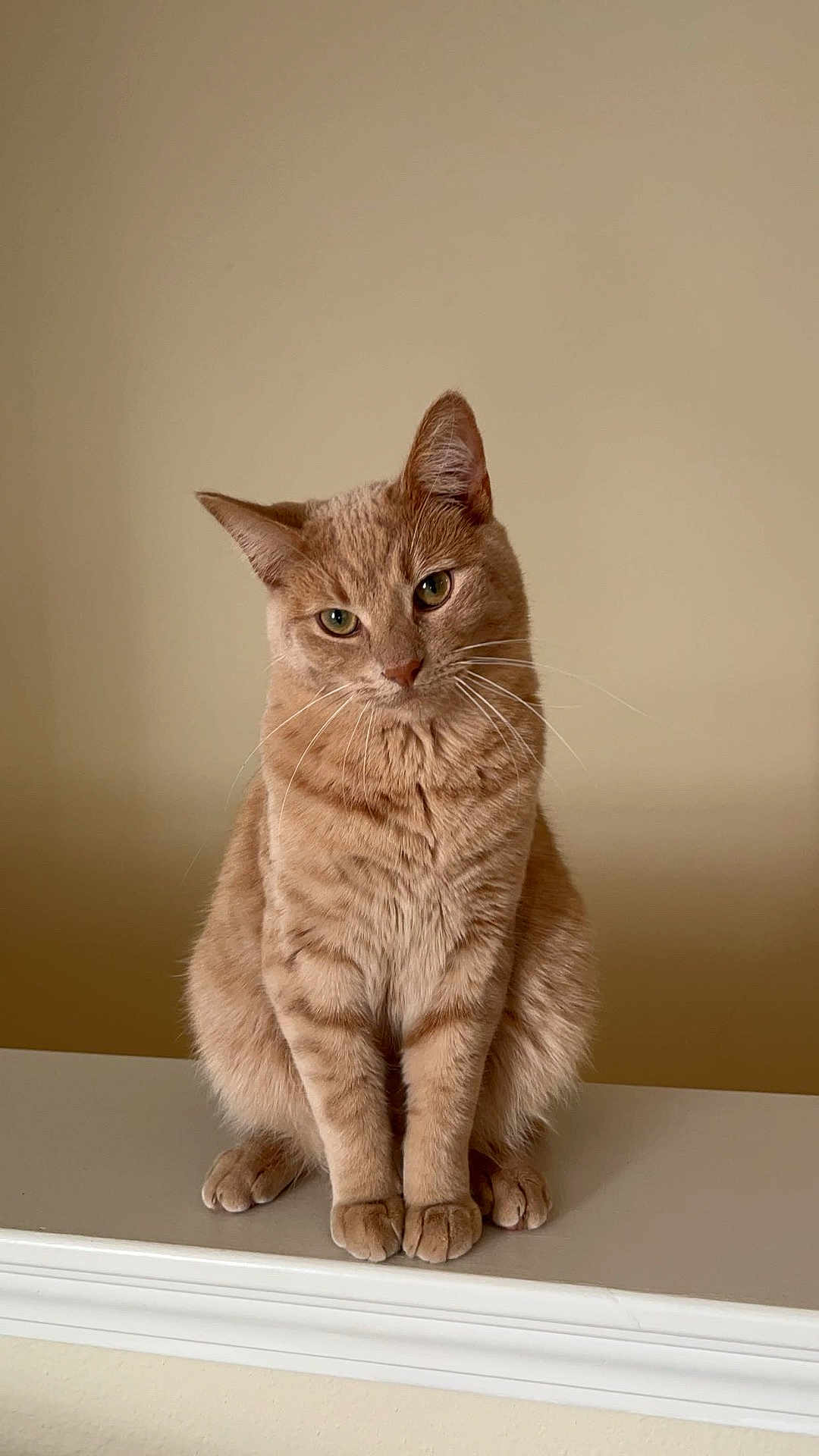 Milo is registered to the contest to win money with this photo: cat, orange_tabby, pet, animal, feline, cute, domestic_cat, whiskers, ears, fur, sitting, indoor, portrait, looking, head_tilt, paws, closeup, mammal, single_animal, resting