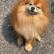 London is registered to the contest to win money with this photo: dog, pomeranian, fluffy, fur, pet, animal, outdoor, gravel, small_dog, cute, sitting, portrait, canine, furry, expression, sunlight, closeup, adorable, companion, smug