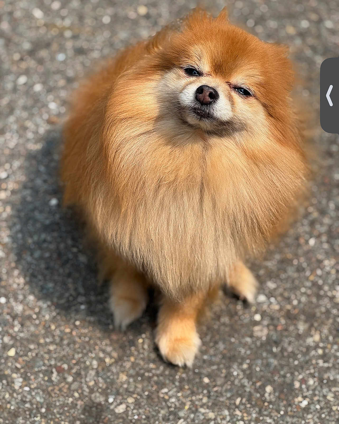 London is registered to the contest to win money with this photo: dog, pomeranian, fluffy, fur, pet, animal, outdoor, gravel, small_dog, cute, sitting, portrait, canine, furry, expression, sunlight, closeup, adorable, companion, smug