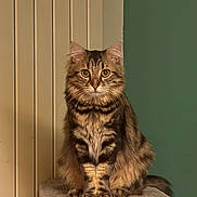 Nagi a rejoint le concours — aidez-le/la à gagner de superbes lots ! animal, calm, cat, cat_tree, cozy, curious, ears, feline, fluffy, fur, home, indoor, looking, paws, pet, portrait, sitting, tabby, wall, whiskers