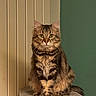 animal, calm, cat, cat_tree, cozy, curious, ears, feline, fluffy, fur, home, indoor, looking, paws, pet, portrait, sitting, tabby, wall, whiskers