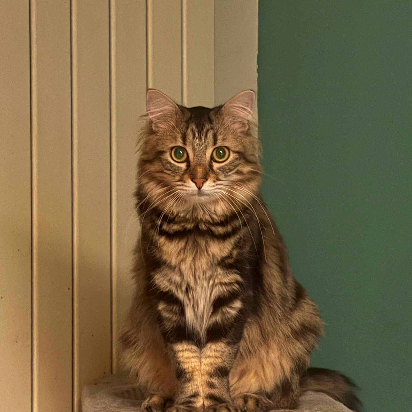 Nagi a rejoint le concours — aidez-le/la à gagner de superbes lots ! animal, calm, cat, cat_tree, cozy, curious, ears, feline, fluffy, fur, home, indoor, looking, paws, pet, portrait, sitting, tabby, wall, whiskers