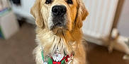 Zeus is registered to the contest to win money with this photo: animal, bandana, canine, carpet, christmas, cute, decor, dog, domestic_animal, friendly, fur, golden_retriever, holiday, indoor, looking_at_camera, mammal, pet, portrait, radiator, young_dog