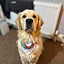 animal, bandana, canine, carpet, christmas, cute, decor, dog, domestic_animal, friendly, fur, golden_retriever, holiday, indoor, looking_at_camera, mammal, pet, portrait, radiator, young_dog