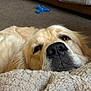 Zeus is registered to the contest to win money with this photo: animal, blanket, carpet, close_up, companion, cute, dog, domestic, fur, golden_retriever, home, indoor, laying_down, mammal, nose, pet, relaxed, sleepy, soft_texture, whiskers
