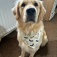 Zeus joined the competition — help win amazing prizes! animal, attentive, bandana, bat, canine, carpet, cute, dog, domestic_animal, fluffy, furniture, ghost, golden_retriever, halloween, indoor, mammal, pet, portrait, radiator, sitting