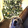 Zeus is registered to the contest to win money with this photo: carpet, christmas, christmas_tree, couch, cozy, decorations, dog, festive, fur, golden_retriever, happy, holiday, home, indoor, lights, living_room, ornaments, pet, ribbon, smiling