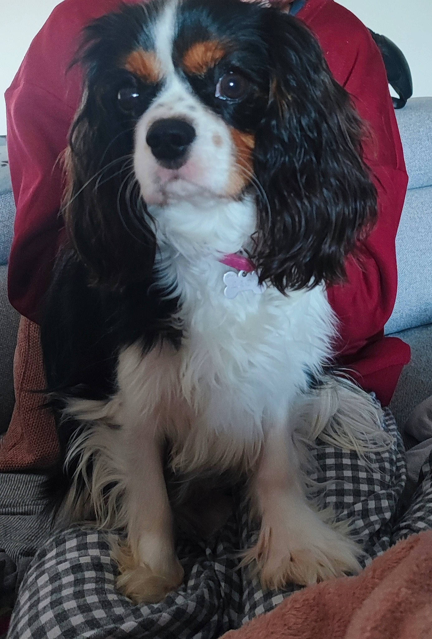 Lady participe au concours pour gagner de l'argent avec cette photo : ball, canidae, carnivore, cavalier_king_charles_spaniel, companion_dog, dog, dog_breed, door, fur, king_charles_spaniel, pattern, plaid, snout, sporting_group, tartan, toy_dog, working_animal, working_dog