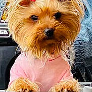 Nina Lynn joined the competition — help win amazing prizes! dog, small_dog, yorkshire_terrier, pink_shirt, hair_ties, pet, furry, cute, looking, indoors, railing, fur, animal, portrait, closeup, friendly, adorable, pet_clothing, groomed, standing