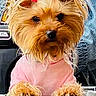 dog, small_dog, yorkshire_terrier, pink_shirt, hair_ties, pet, furry, cute, looking, indoors, railing, fur, animal, portrait, closeup, friendly, adorable, pet_clothing, groomed, standing