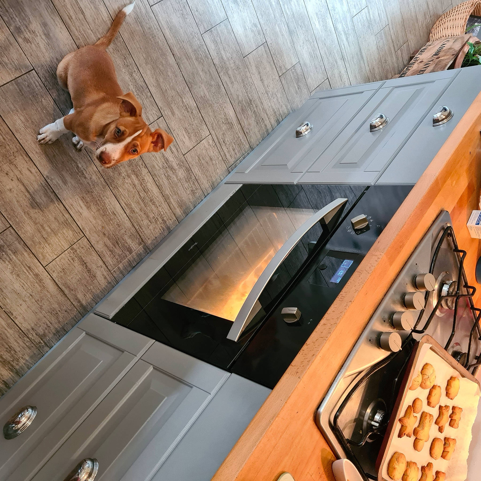 Rocky a rejoint le concours — aidez-le/la à gagner de superbes lots ! automotive_design, automotive_exterior, carnivore, comfort, companion_dog, cooking, dog, dog_breed, fawn, floor, flooring, gas, hardwood, kitchen_appliance, metal, plywood, sporting_group, table, wood, wood_stain