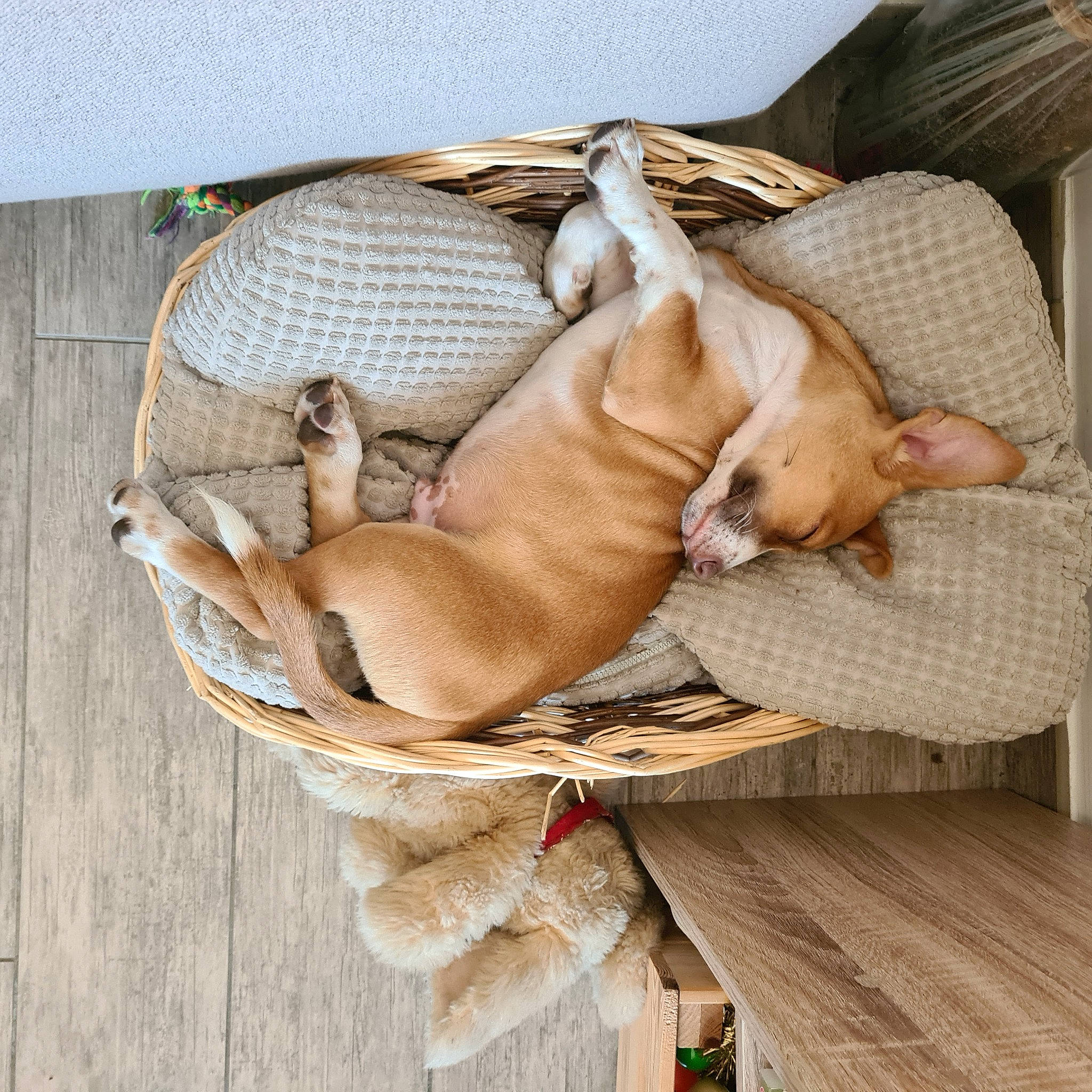 Rocky participe au concours pour gagner de l'argent avec cette photo : canidae, carnivore, collar, comfort, companion_dog, couch, dog, dog_breed, dog_collar, dog_supply, fawn, hardwood, liver, nap, non_sporting_group, pet_supply, sporting_group, toy_dog, wood, working_animal