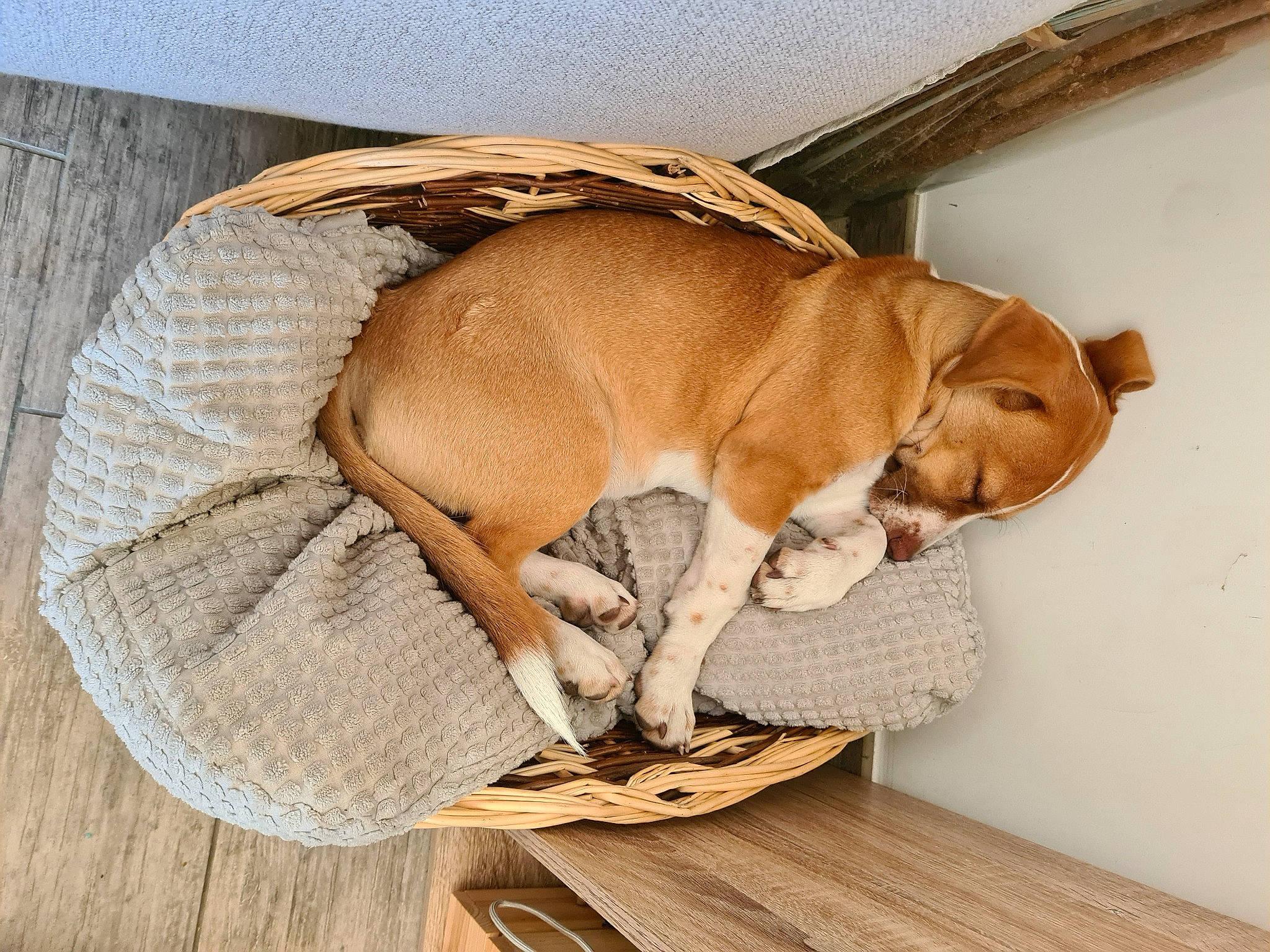 Rocky a rejoint le concours — aidez-le/la à gagner de superbes lots ! brown, canidae, carnivore, comfort, companion_dog, dog, dog_bed, dog_breed, dog_supply, fawn, flooring, hardwood, liver, pet_supply, plywood, sporting_group, tail, wood, wood_flooring, working_animal
