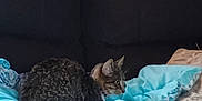 Frankie is registered to the contest to win money with this photo: cat, tabby_cat, couch, blanket, indoor, pet, feline, fur, resting, cozy, domestic, side_view, curled_up, blue_blanket, furniture, home, animal, relaxing, comfort, living_room