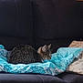 cat, tabby_cat, couch, blanket, indoor, pet, feline, fur, resting, cozy, domestic, side_view, curled_up, blue_blanket, furniture, home, animal, relaxing, comfort, living_room