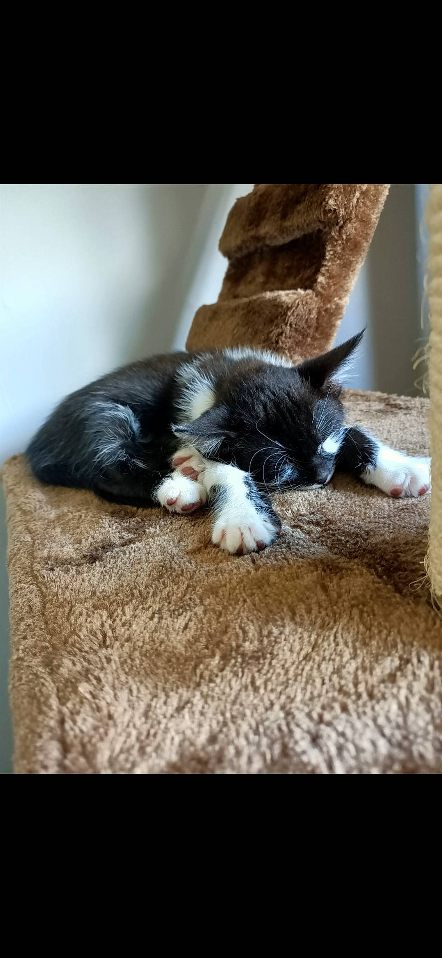 Chifu participe au concours pour gagner de l'argent avec cette photo : abyssinian, animal, architecture, armchair, building, canine, cat, chair, couch, dog, furniture, homedecor, indoors, kitten, livingroom, manx, person, pet, room, sleeping