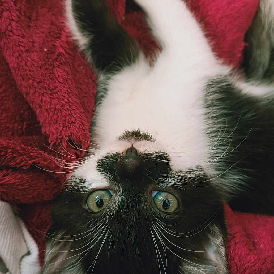 Chifu participe au concours pour gagner de l'argent avec cette photo : abyssinian, animal, blanket, cat, couch, furniture, homedecor, kitten, laundry, linen, manx, pet, quilt, siamese, towel, velvet