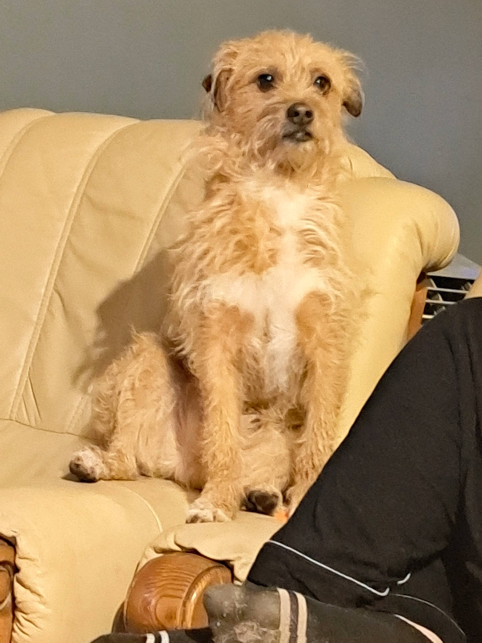 Harley a rejoint le concours — aidez-le/la à gagner de superbes lots ! canidae, carnivore, comfort, companion_dog, dog, dog_breed, dog_supply, facial_hair, fur, non_sporting_group, room, small_terrier, snout, sporting_group, terrier, toy_dog, working_animal