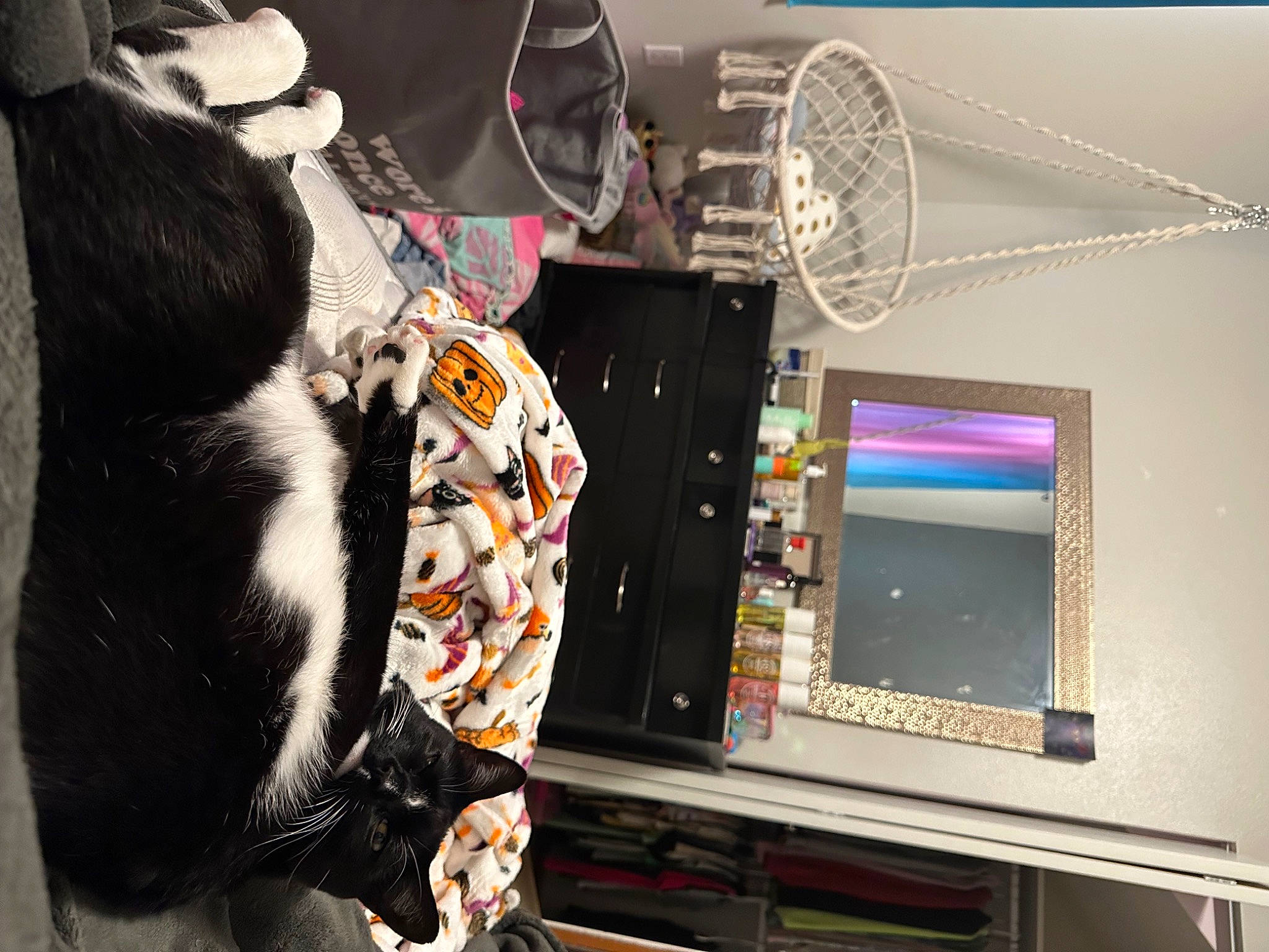 Noodles is registered to the contest to win money with this photo: audio_equipment, companion_dog, computer, computer_hardware, computer_keyboard, display_device, electronics, engineering, eyewear, felidae, fun, fur, machine, multimedia, personal_computer, room, small_to_medium_sized_cats, tail, visual_arts, whiskers