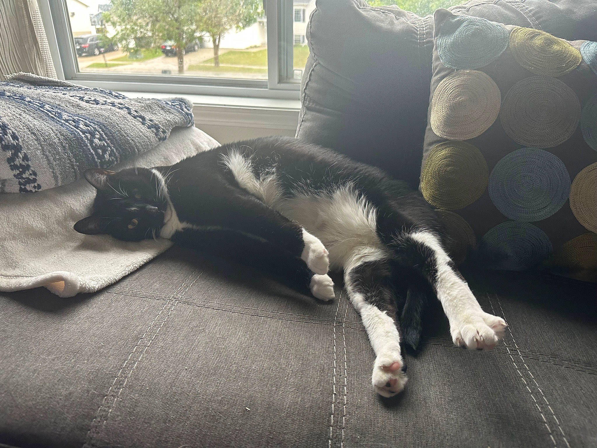 Noodles is registered to the contest to win money with this photo: carnivore, cat, comfort, companion_dog, couch, dog_breed, felidae, flooring, fur, grey, human_leg, linens, living_room, small_to_medium_sized_cats, snout, studio_couch, tail, tints_and_shades, whiskers, window