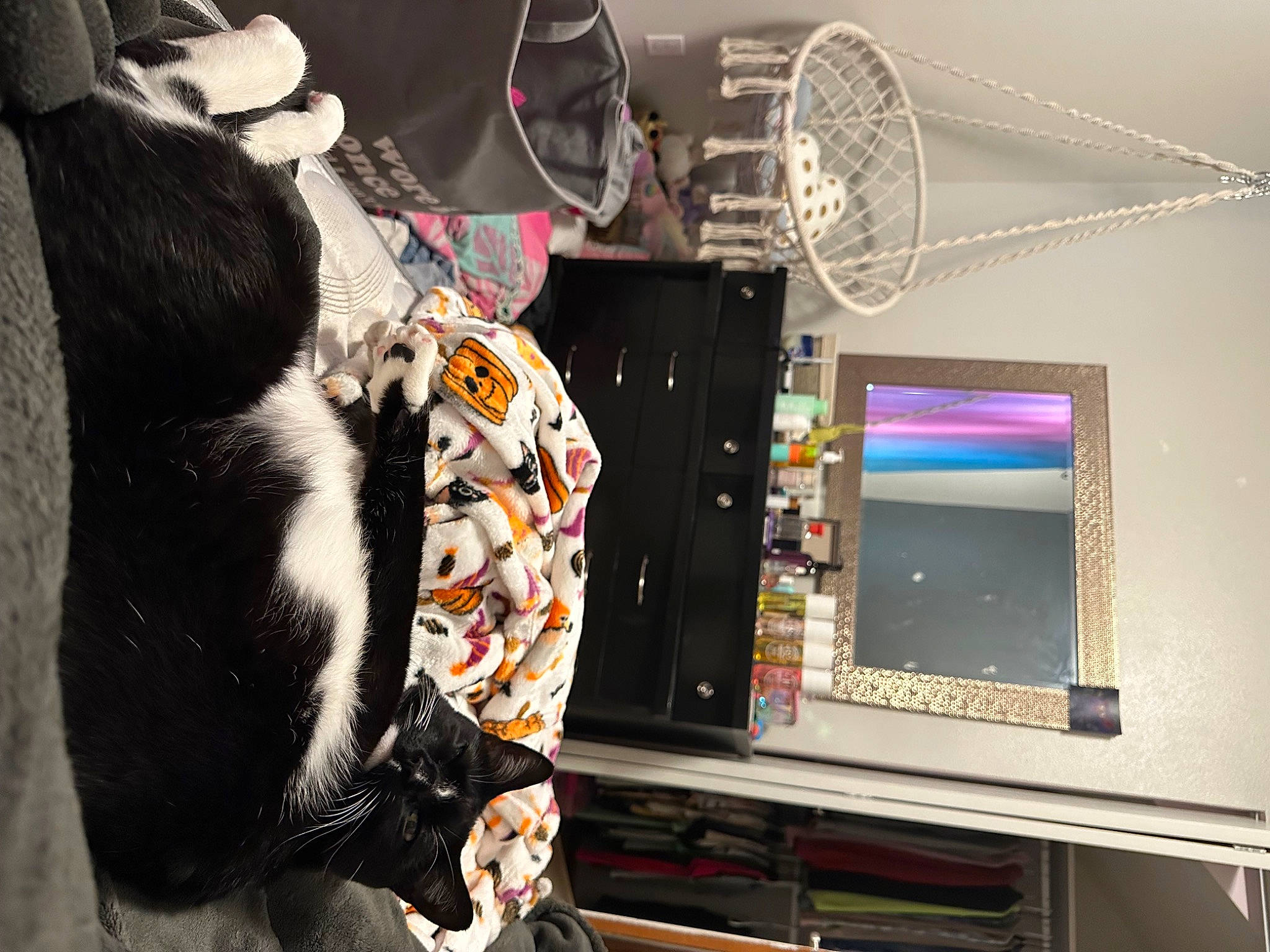 Noodles joined the competition — help win amazing prizes! audio_equipment, computer, computer_hardware, display_device, electrical_wiring, electronics, eyewear, felidae, fur, machine, multimedia, personal_computer, room, tail