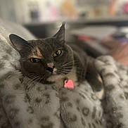 Nala joined the competition — help win amazing prizes! blanket, bokeh, cat, close_up, collar, cozy, domestic_cat, feline, gray_cat, indoor, lounging, pet, pink_tag, plush, portrait, relaxed, sleepy, soft_texture, whiskers, yellow_eyes