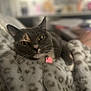 blanket, bokeh, cat, close_up, collar, cozy, domestic_cat, feline, gray_cat, indoor, lounging, pet, pink_tag, plush, portrait, relaxed, sleepy, soft_texture, whiskers, yellow_eyes