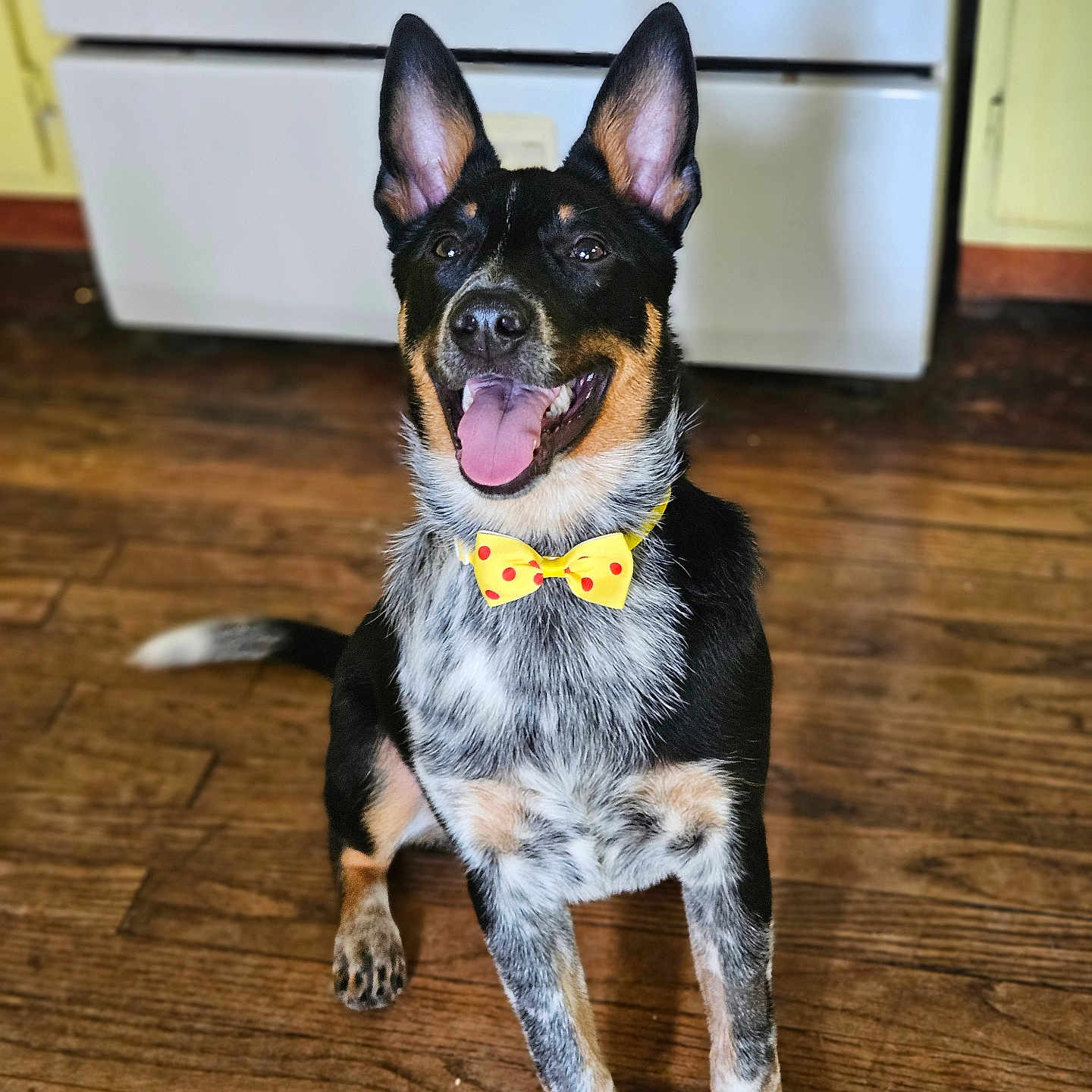 Yota joined the competition — help win amazing prizes! accessories, animal, bodypart, canine, dog, formalwear, germanshepherd, hardwood, hound, husky, indoors, interiordesign, leash, mouth, pet, plywood, puppy, strap, tie, wood