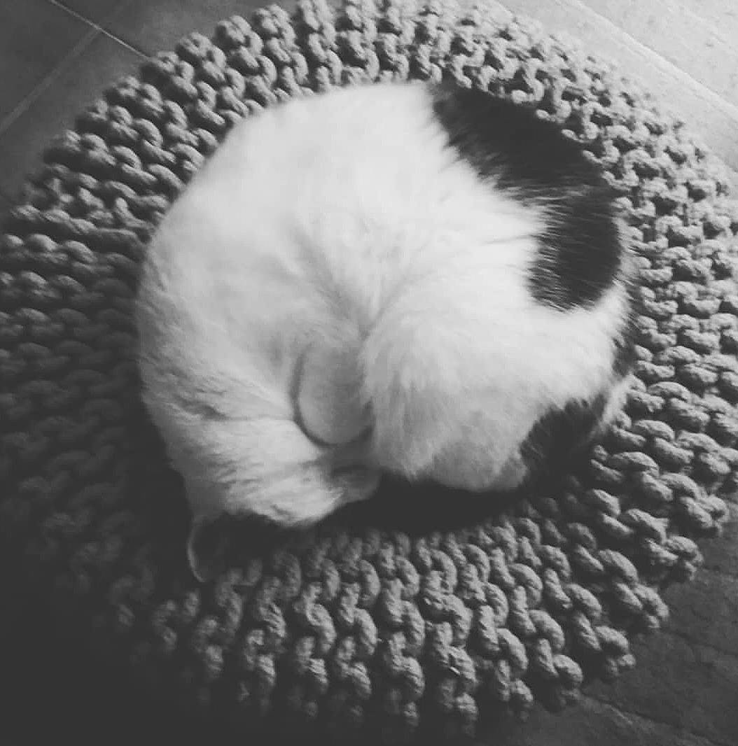Mélo participe au concours pour gagner de l'argent avec cette photo : black_and_white, cat, felidae, fur, guinea_pig, kitten, nap, nose, paw, puppy, rodent, small_to_medium_sized_cats, snout, whiskers