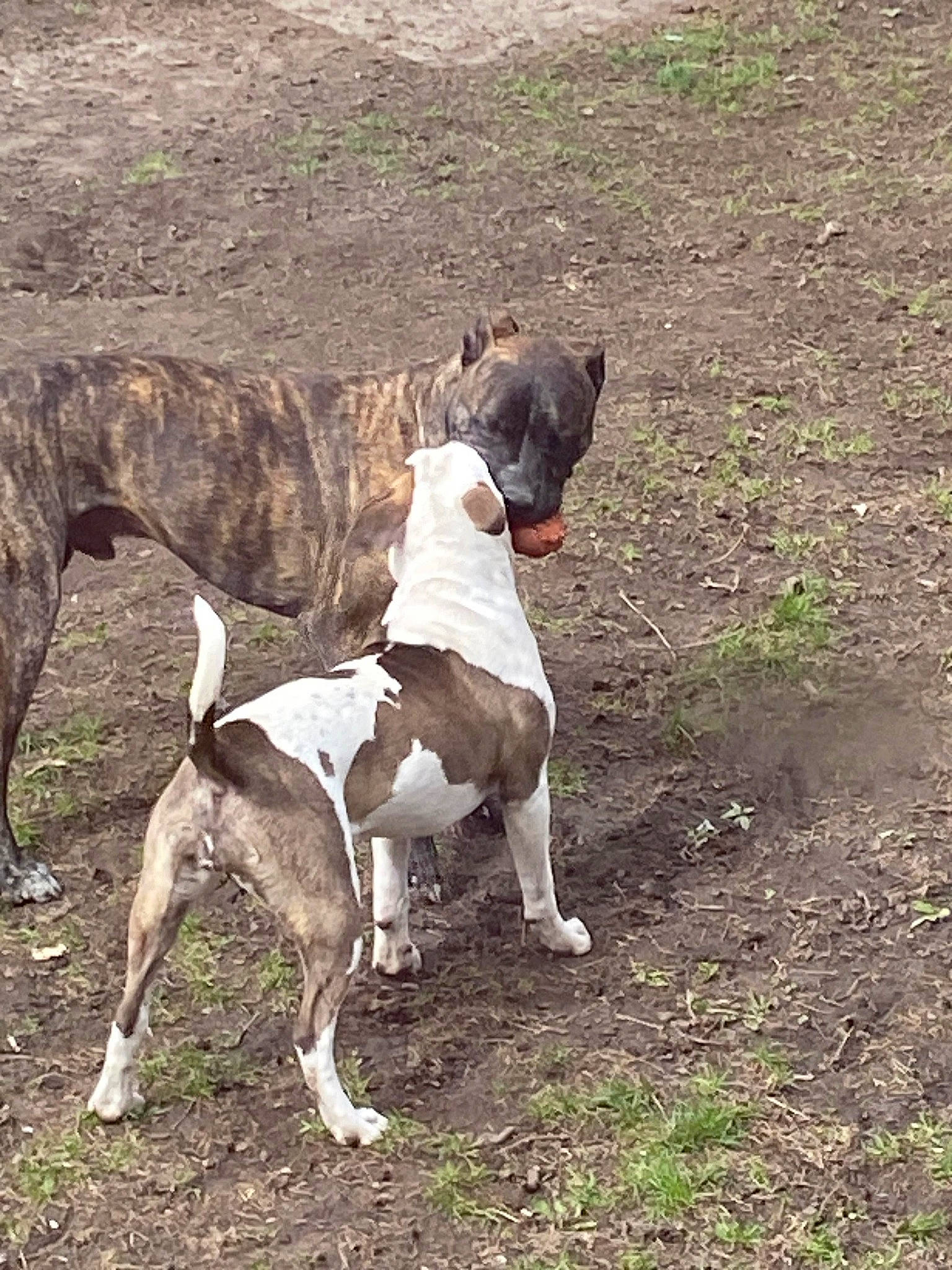 Lady joined the competition — help win amazing prizes! ancient_dog_breeds, canidae, carnivore, collar, companion_dog, dog, dog_breed, dog_collar, dog_supply, fawn, hunting_dog, magyar_agar, non_sporting_group, rampur_greyhound, sighthound, soil, sporting_group, tail, terrestrial_animal, working_animal