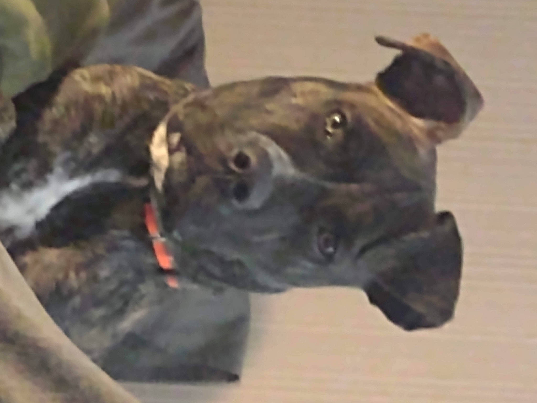 Gator joined the competition — help win amazing prizes! canidae, carnivore, collar, companion_dog, dog, dog_breed, dog_collar, ear, fawn, guard_dog, liver, metal, non_sporting_group, sculpture, sporting_group, terrestrial_animal, whiskers, working_animal