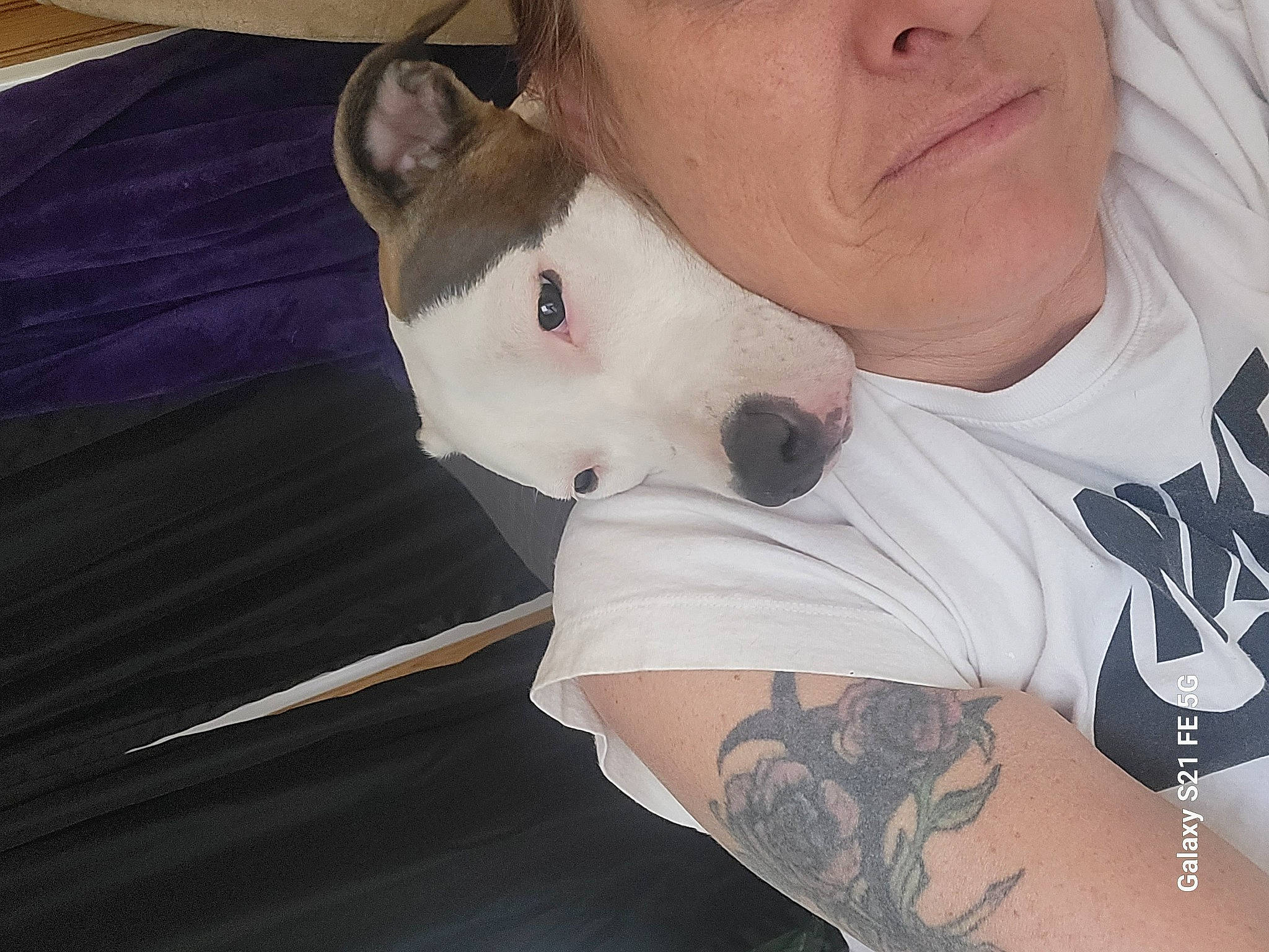 Gator joined the competition — help win amazing prizes! canidae, carnivore, chest, collar, companion_dog, dog, dog_breed, elbow, fawn, human_leg, neck, organ, sleeve, snout, t_shirt, temporary_tattoo, thigh, trunk, working_animal