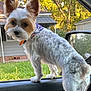 animal, bandana, brick_foundation, car_door, car_interior, curious, daytime, dog, ears, fur, green_grass, house, outdoor, pet, side_view, small_dog, standing, sunlight, trees, window
