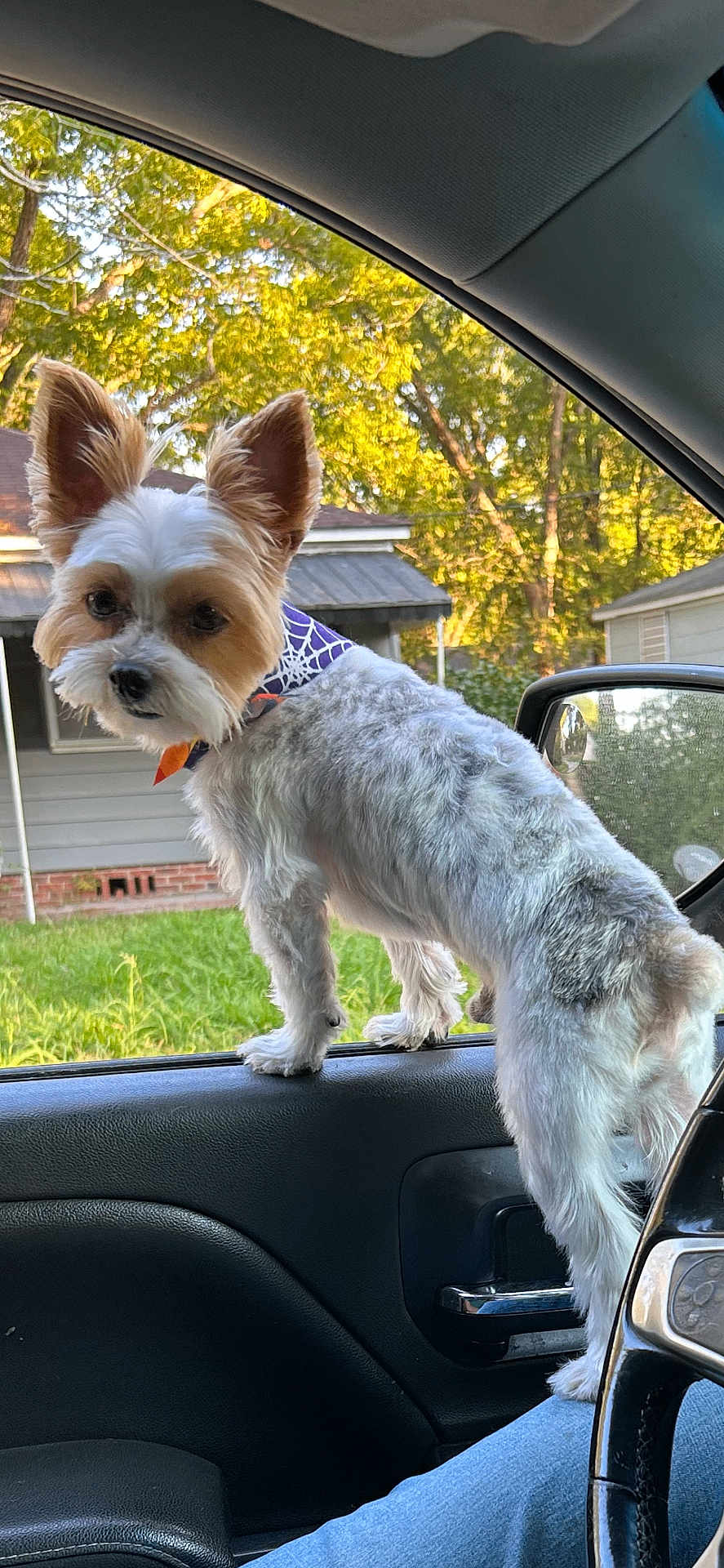 Jaytee