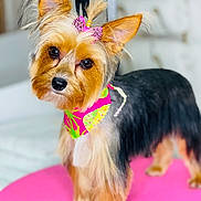 Star joined the competition — help win amazing prizes! adorable, animal, bandana, bow, colorful, cute, dog, domestic_animal, ears, fur, groomed, head_tilt, indoor, looking_at_camera, pet, pink, portrait, small_dog, standing, yorkshire_terrier