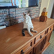 Baby participe au concours pour gagner de l'argent avec cette photo : cat, white_cat, tabby_cat, pet, animal, sitting, lounging, relaxed, indoor, home, wooden_sideboard, furniture, pumpkins, autumn_decor, television, brick_wall, cables, tiled_floor, portrait, funny_expression