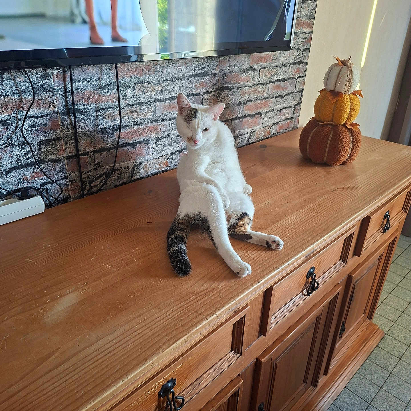 Baby participe au concours pour gagner de l'argent avec cette photo : cat, white_cat, tabby_cat, pet, animal, sitting, lounging, relaxed, indoor, home, wooden_sideboard, furniture, pumpkins, autumn_decor, television, brick_wall, cables, tiled_floor, portrait, funny_expression