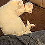 Chloe joined the competition — help win amazing prizes! cat, white_cat, sleeping, pet, indoor, blanket, cozy, fur, paw, collar, relaxed, cute, animal, domestic, bed, resting, cute_pet, feline, soft, comfortable