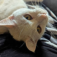 Chloe joined the competition — help win amazing prizes! cat, cream_colored, whiskers, close_up, lying_down, golden_eyes, fur, pet, indoor, curious, animal, soft_texture, black_fabric, blurred_background, relaxed, cute, feline, domestic_cat, portrait, upside_down