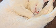 Chloe joined the competition — help win amazing prizes! cat, white_cat, sleeping, curled_up, pet, animal, feline, cozy, blanket, indoor, fur, cute, relaxed, resting, domestic_animal, sleep, collar, pink_nose, whiskers, paw