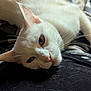 Chloe is registered to the contest to win money with this photo: white_cat, cat, pet, animal, feline, fur, whiskers, close_up, lap, resting, indoor, black_fabric, hair, cozy, relaxed, eyes, ears, checkered_pattern, soft_light, domestic