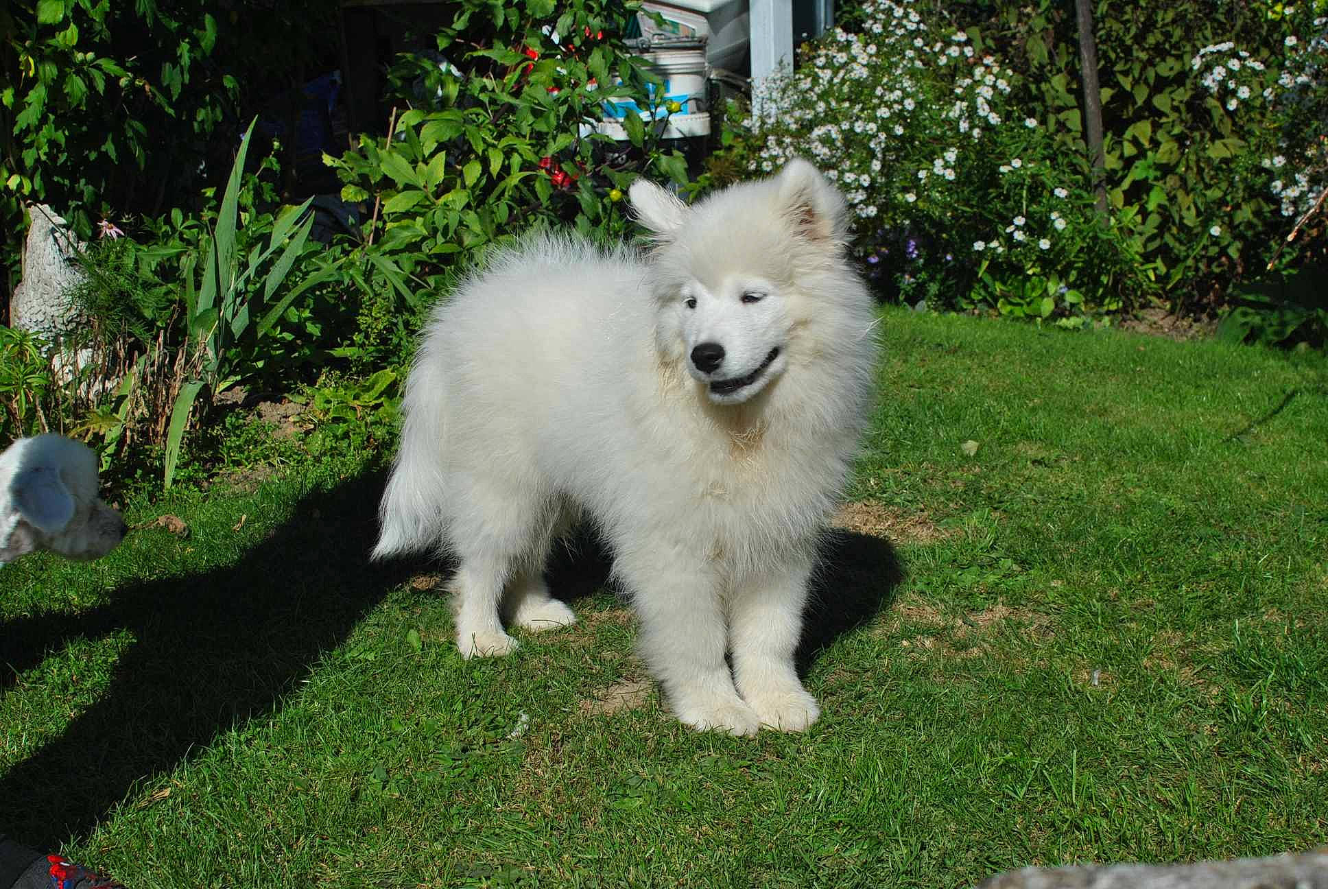 Saeko a rejoint le concours — aidez-le/la à gagner de superbes lots ! american_eskimo_dog, carnivore, companion_dog, dog, dog_breed, fur, german_spitz, german_spitz_klein, german_spitz_mittel, grass, indian_spitz, japanese_spitz, plant, samoyed, snout, spitz, tail, volpino_italiano, window, working_animal