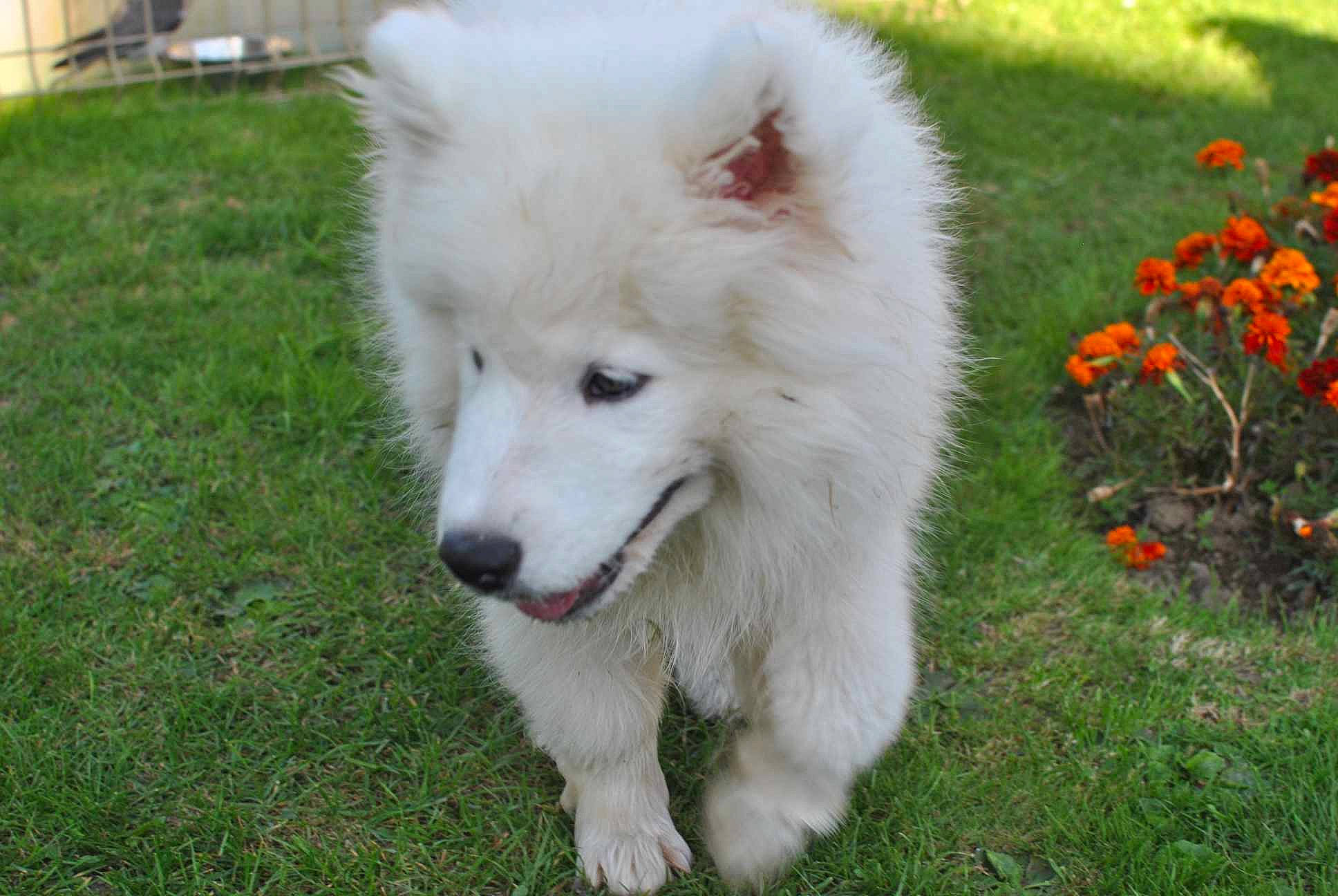 Saeko a rejoint le concours — aidez-le/la à gagner de superbes lots ! american_eskimo_dog, ancient_dog_breeds, canidae, canis, carnivore, companion_dog, dog, dog_breed, flower, fur, german_spitz_mittel, grass, indian_spitz, non_sporting_group, plant, spitz, terrestrial_animal, volpino_italiano, working_animal, working_dog